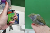 Estrangeiro é preso transportando pássaros vivos dentro de mala em SP