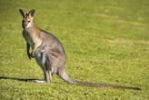 Cadê o wallaby? Polícia de Berlim caça “minicanguru” à solta na cidade