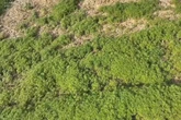Vídeo: “floresta” com 138 mil pés de maconha é achada em área rural