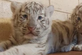 Vídeo: três filhotes de tigre branco nascem em parque de São Paulo