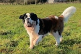 Com câncer, cachorro “gigante” de 76 kg comove web e mobiliza doações