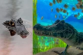Jacarés morrem de doença renal no Bioparque Pantanal, em MS