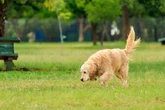 Síndrome do Rabo Feliz: veja sinais, causas e tratamentos para seu cão