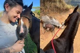 Ana Castela expõe homem que teria cortado patas de cavalo: “Covarde”