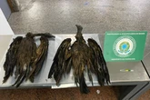 Cargas de 170 kg com aves e ratos empalhados são apreendidas em SP
