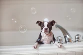 8 sinais indicam que o cachorro precisa de banho; confira quais são