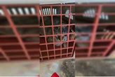 "AP do terror": mulher é presa por maus-tratos a gatos em Águas Claras