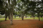 Parque da Cidade terá novo cercamento a partir de segunda-feira (4/8)