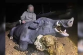 Javali gigante com cerca de 250 kg é abatido por caçadores em MG