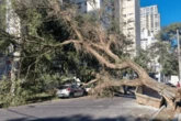 Árvore de grande porte cai na Haddock Lobo e deixa 700 imóveis sem luz