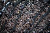 Torcida do Corinthians terá reencontro com Pacaembu após 11 anos