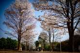 Primavera chegou: florada de ipês-brancos embeleza o DF. Fotos