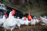Governador tenta driblar restrições asiáticas contra frango do Brasil