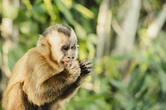 Mudanças climáticas: habitats de animais da Amazônia estão ameaçados