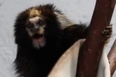 Vídeo: João e Ana, casal de saguis super-raros, chegam ao Zoo do DF