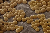 Fungo da pele pode produzir antibiótico potente contra superbactéria