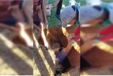 Vídeo: homem cai dentro de caixão após cova abrir em cemitério do DF