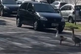Gansos utilizam faixa de pedestres e param o trânsito no Paraná; vídeo