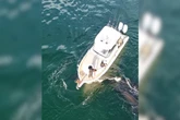 Dono de barco que atropelou baleia é encontrado e multado em R$ 12 mil