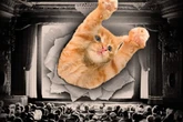 SP recebe o GatoFest, evento grátis feito especialmente para gateiros