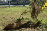Alunos levam capivara morta em ônibus circular e dissecam corpo na USP