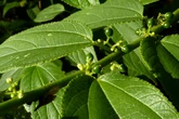 Pesquisa encontra canabidiol em planta comum presente no Brasil