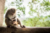 Animais sentem luto por filhotes? Ciência investiga