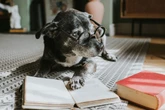 Como os cães enxergam as cores? Descubra como seu pet vê o mundo