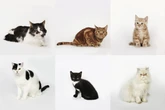 5 raças de gatos que mais dominam o lar e o coração dos brasileiros