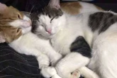 Por que os gatos dormem tanto? Entenda o hábito comum entre felinos