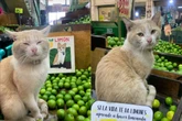 Gato comerciante? Conheça Limón, pet feirante que viralizou na web