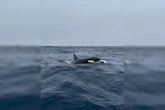 Oceanógrafo registra orcas nas águas da Barra da Tijuca; vídeo
