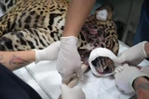 Onça-pintada baleada é resgatada após nadar por horas em Manaus. Vídeo