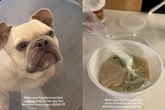 Vídeo: cão sente cheiro pela 1ª vez após cirurgia e emociona a web