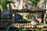 Vídeo: casal de tigres-de-bengala são os novos moradores do zoo de SP