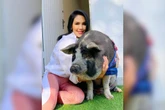 “Amor por animal considerado produto”, diz tutora de porco influencer
