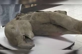 Yana: cientistas russos dissecam bebê mamute congelada há 130 mil anos
