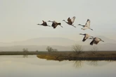 Entenda como as aves voam milhares de quilômetros sem se perder