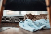 Zoonoses exigem atenção de famílias com pets; conheça as principais