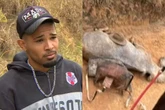 Ministério Público denuncia homem que mutilou cavalo no interior de SP