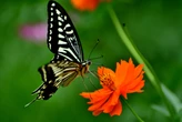 Fóssil de fezes revela que borboletas existem há mais tempo que flores