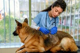 Dermatite seborreica canina: quando a pele do pet pede atenção