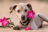 Veja uma planta que, apesar de linda, pode ser mortal para os cães