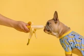 Quatro frutas que o seu cachorro não pode comer de jeito nenhum