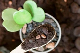 As 5 plantas que mais crescem com borra de café, segundo especialistas