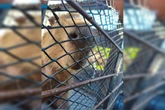 Capivara ferida por lixo plástico do Lago Paranoá é resgatada. Vídeo