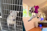Pit-bull é adotado 24 horas antes de eutanásia e comemora pulando