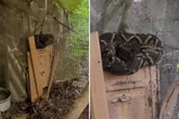 Cobra entre as mais venenosas do Brasil é encontrada em galinheiro