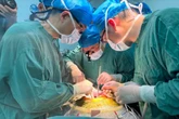 Fígado de porco modificado é transplantado a pessoa viva pela 1ª vez