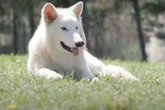 Acima da média: veja como estão filhotes de lobo-terrível “recriados”